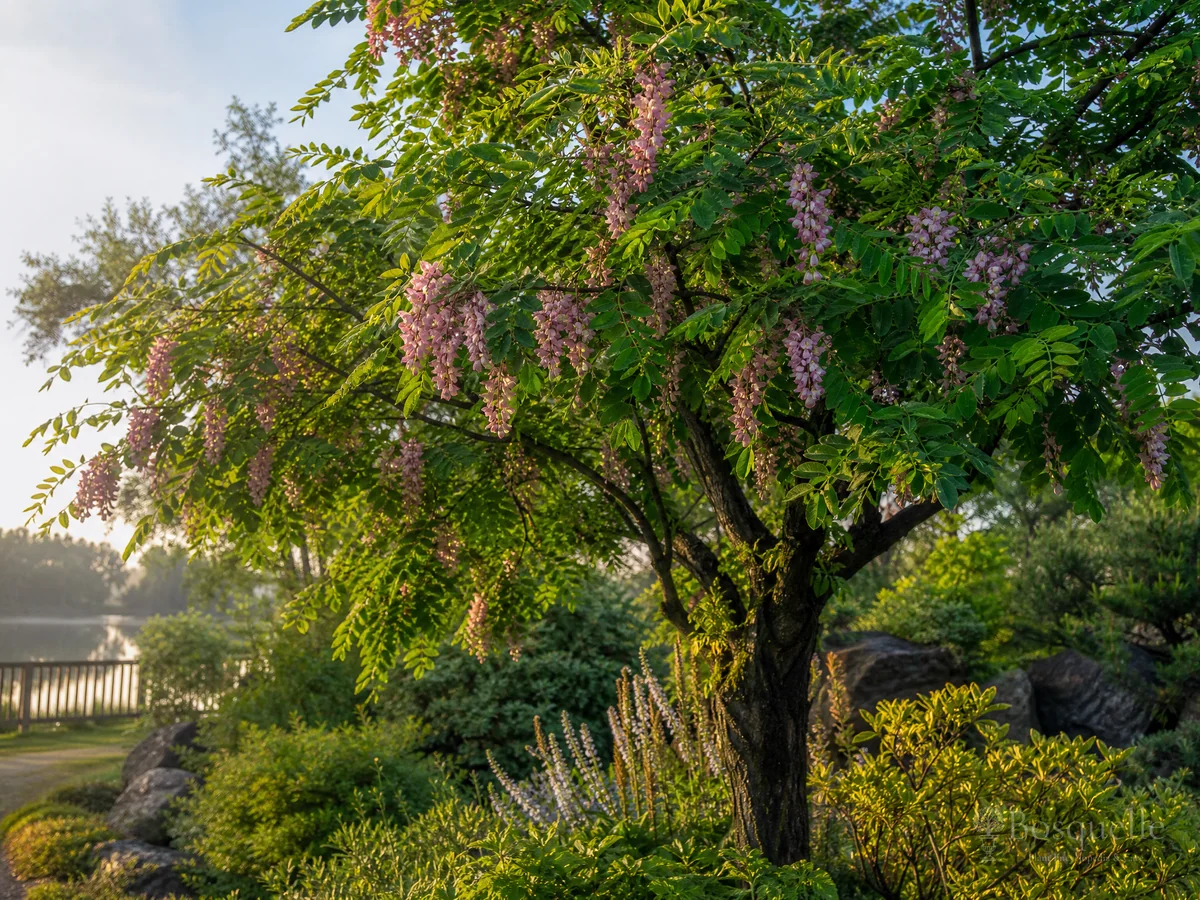 How to Grow Black Locust guide illustration