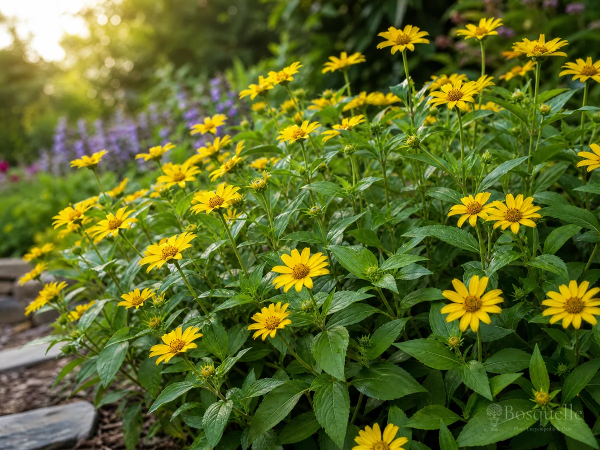 How to Grow Blackfoot Daisy guide illustration