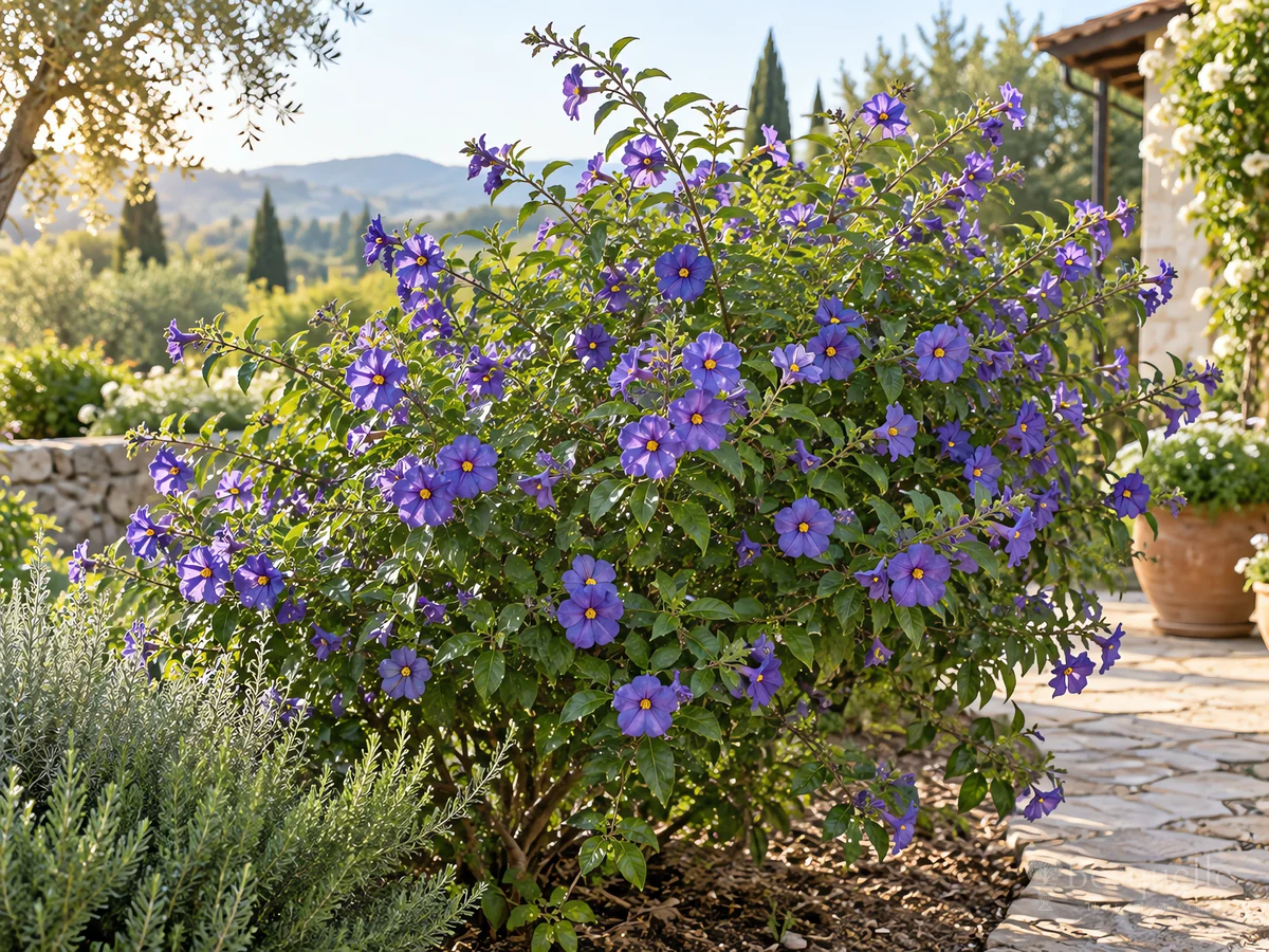 How to Grow Blue Potato Bush guide illustration
