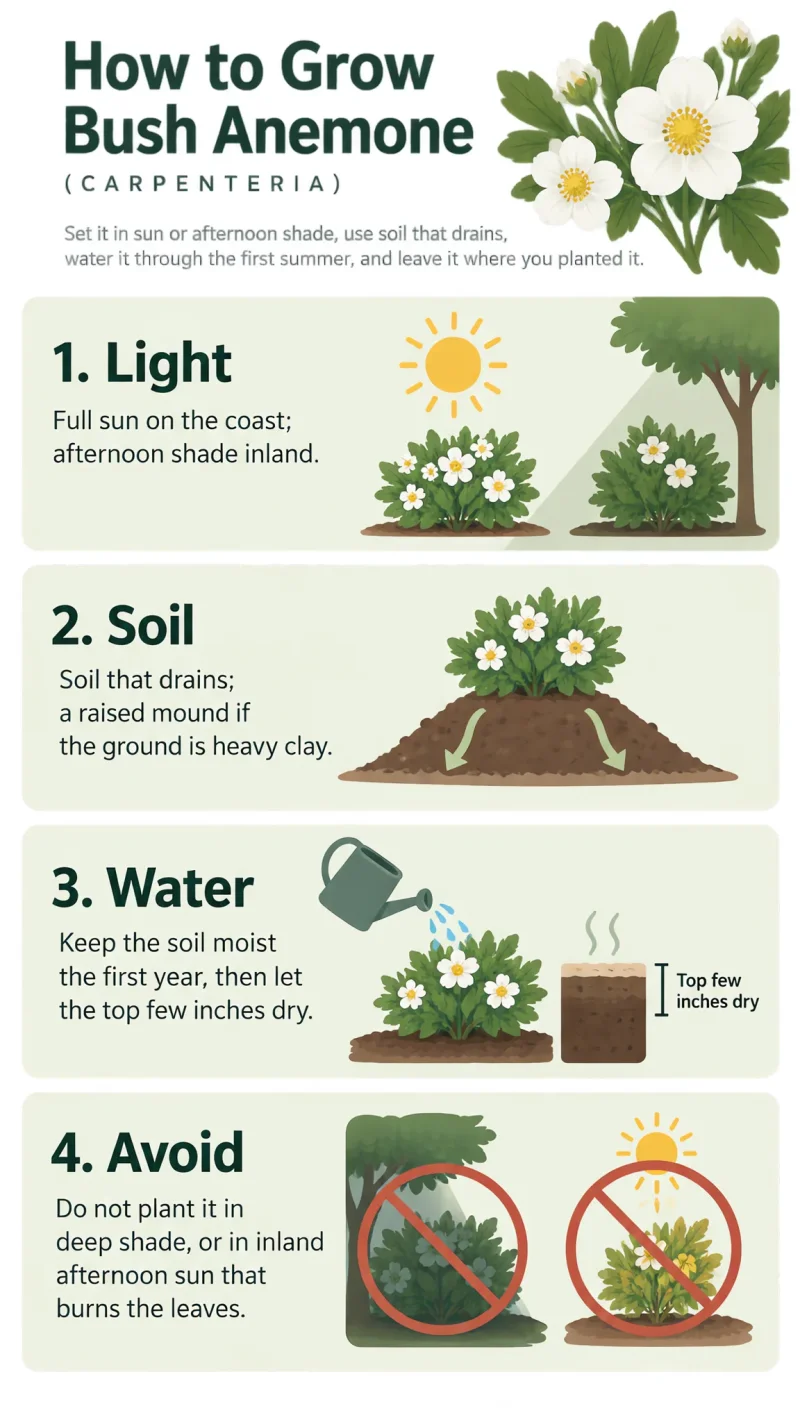 How to Grow Bush Anemone care summary diagram