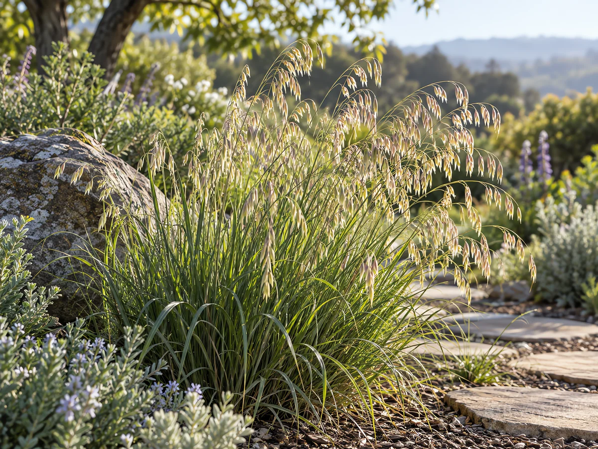 How to Grow California Melic Grass guide illustration