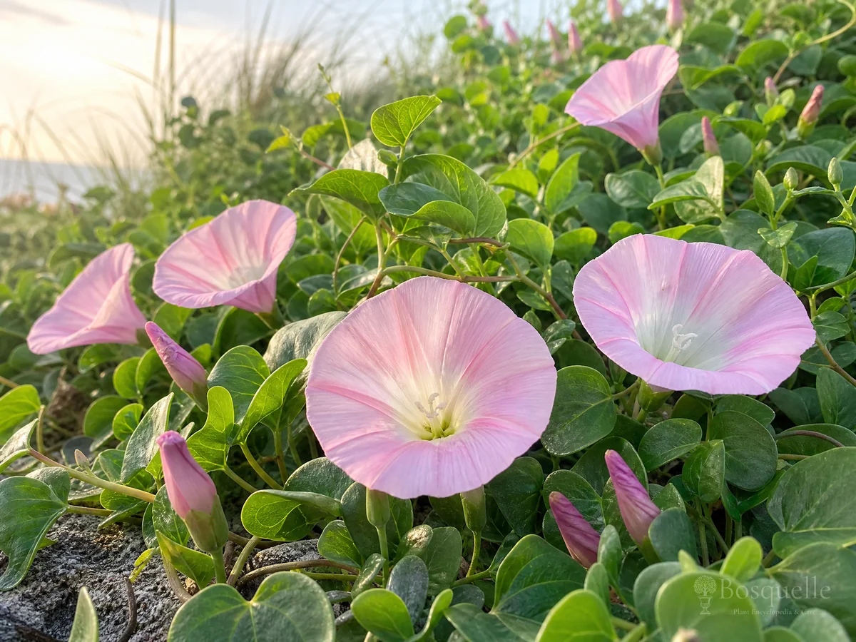 How to Grow Calystegia guide illustration