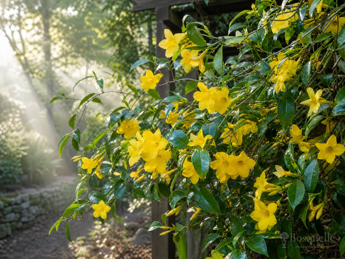 How to Grow Carolina Jessamine guide illustration