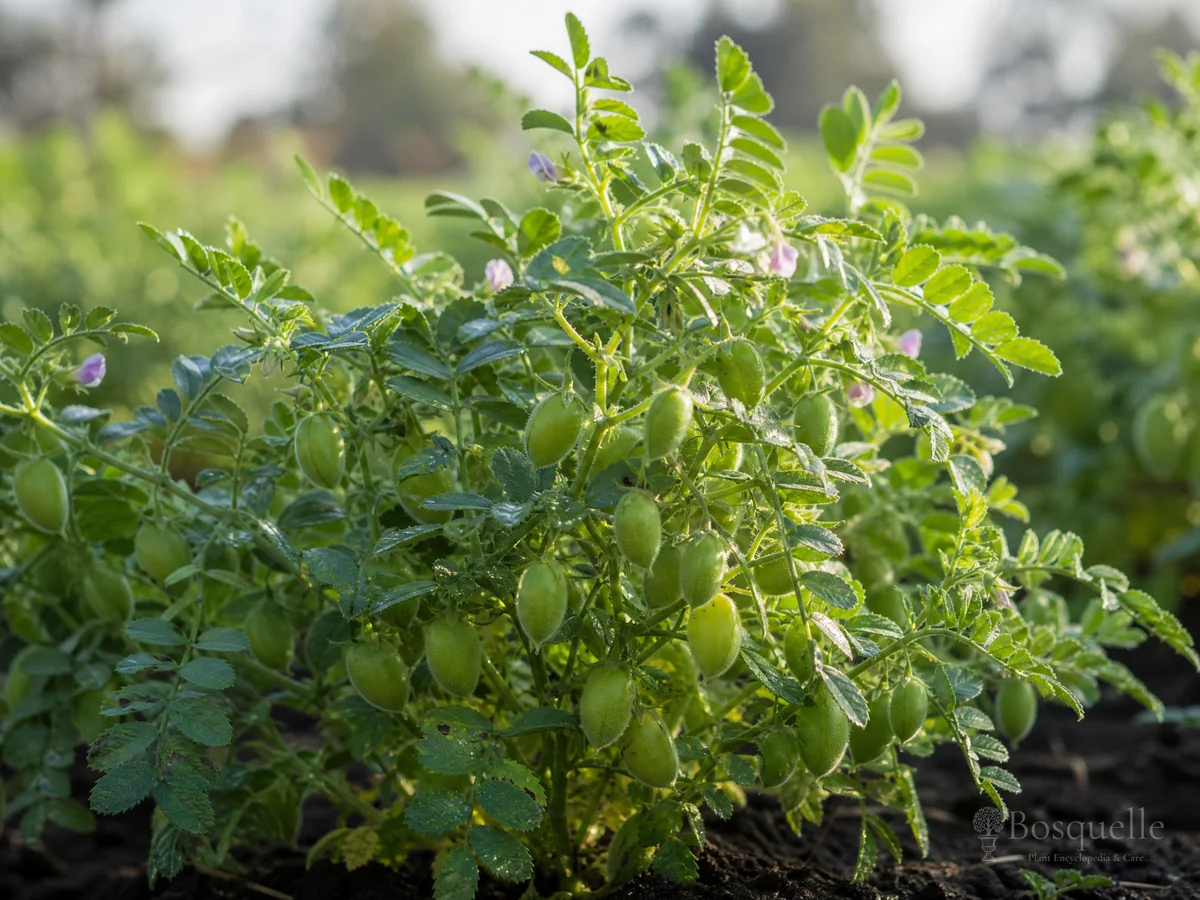 How to Grow Chickpeas guide illustration