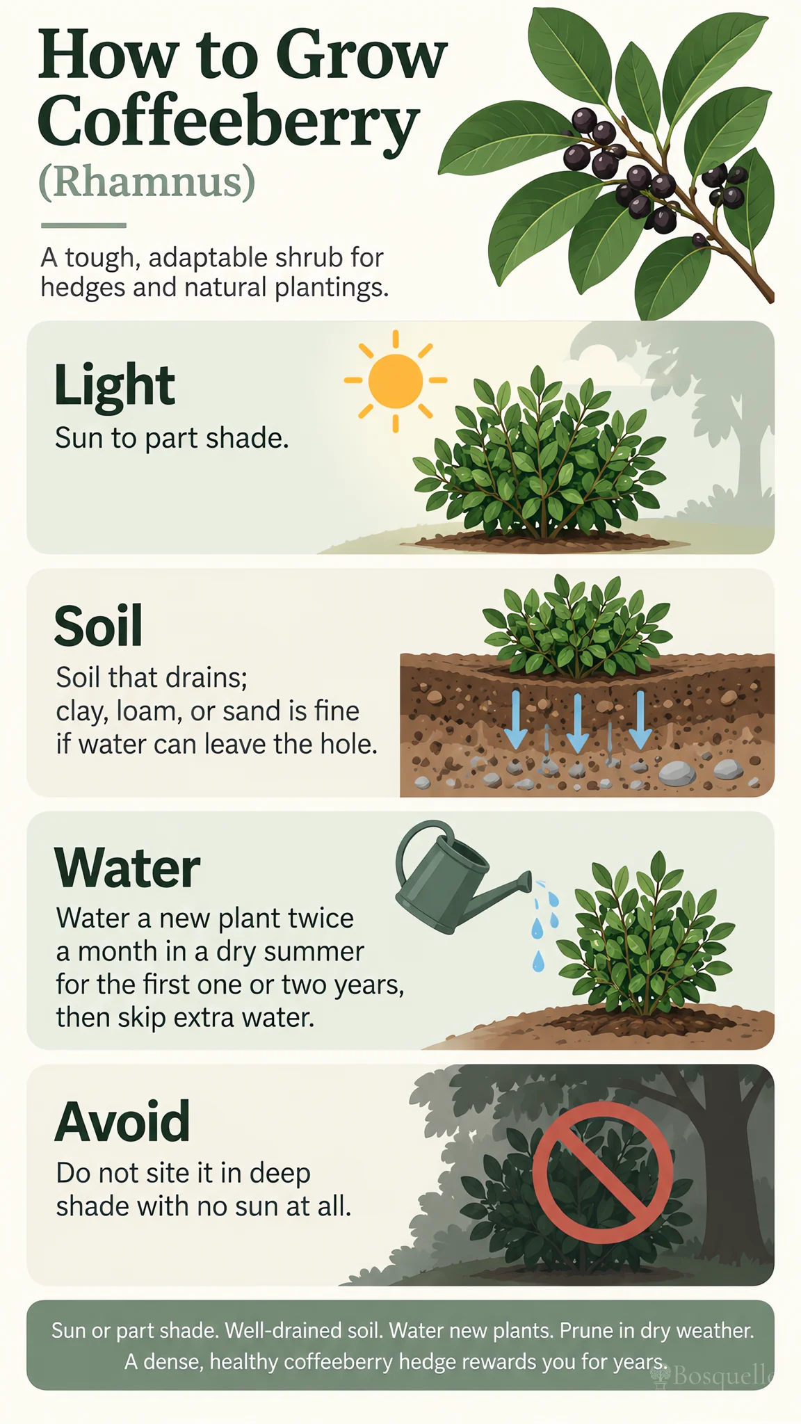 How to Grow Coffeeberry care summary diagram