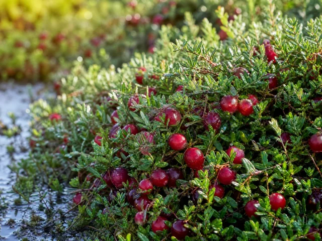 How to Grow Cranberry — for Blueberry 'Pink Lemonade'