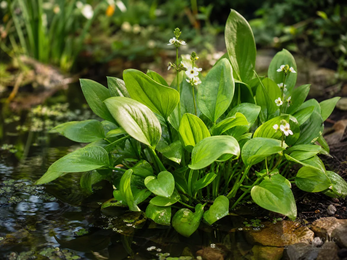 How to Grow Creeping Burhead guide illustration