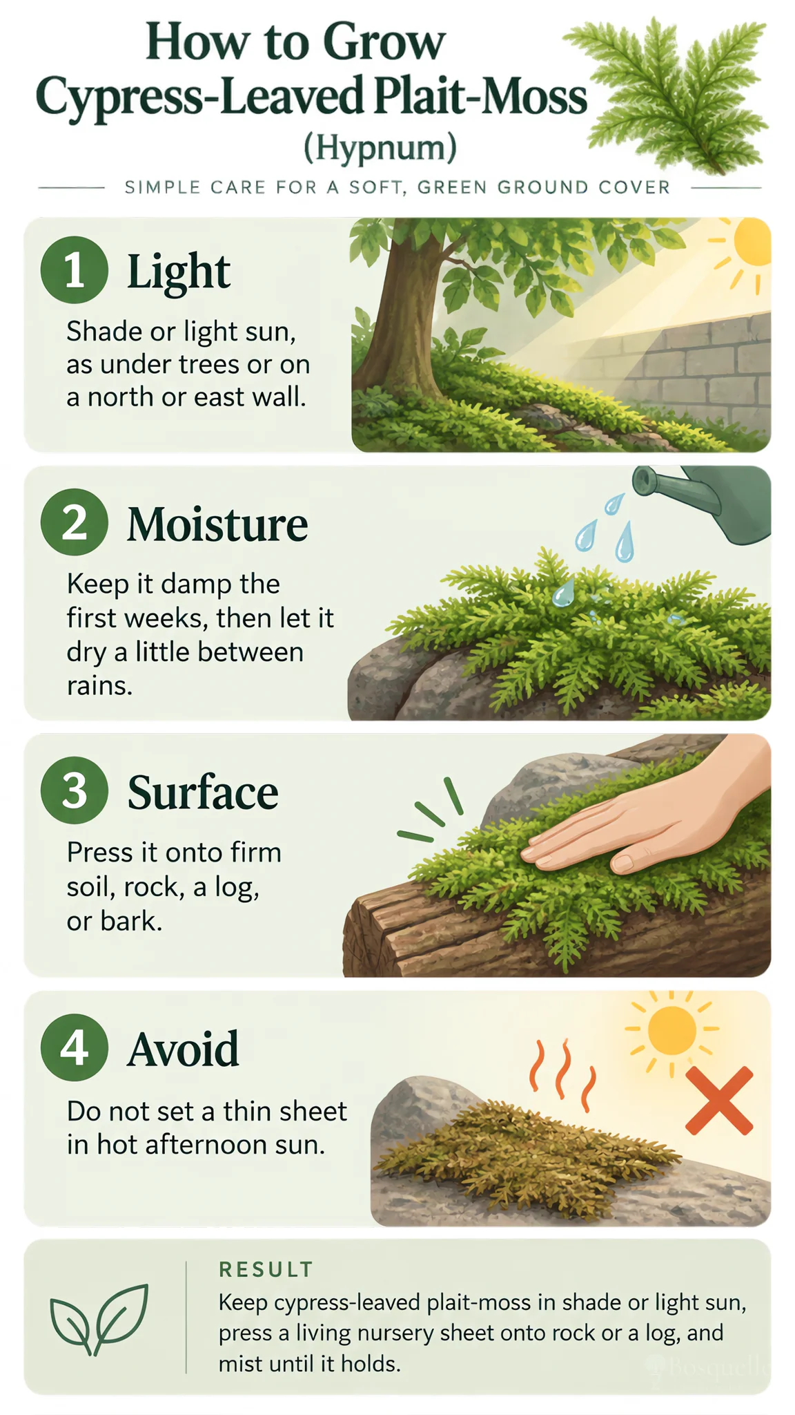 How to Grow Cypress-Leaved Plait-Moss care summary diagram