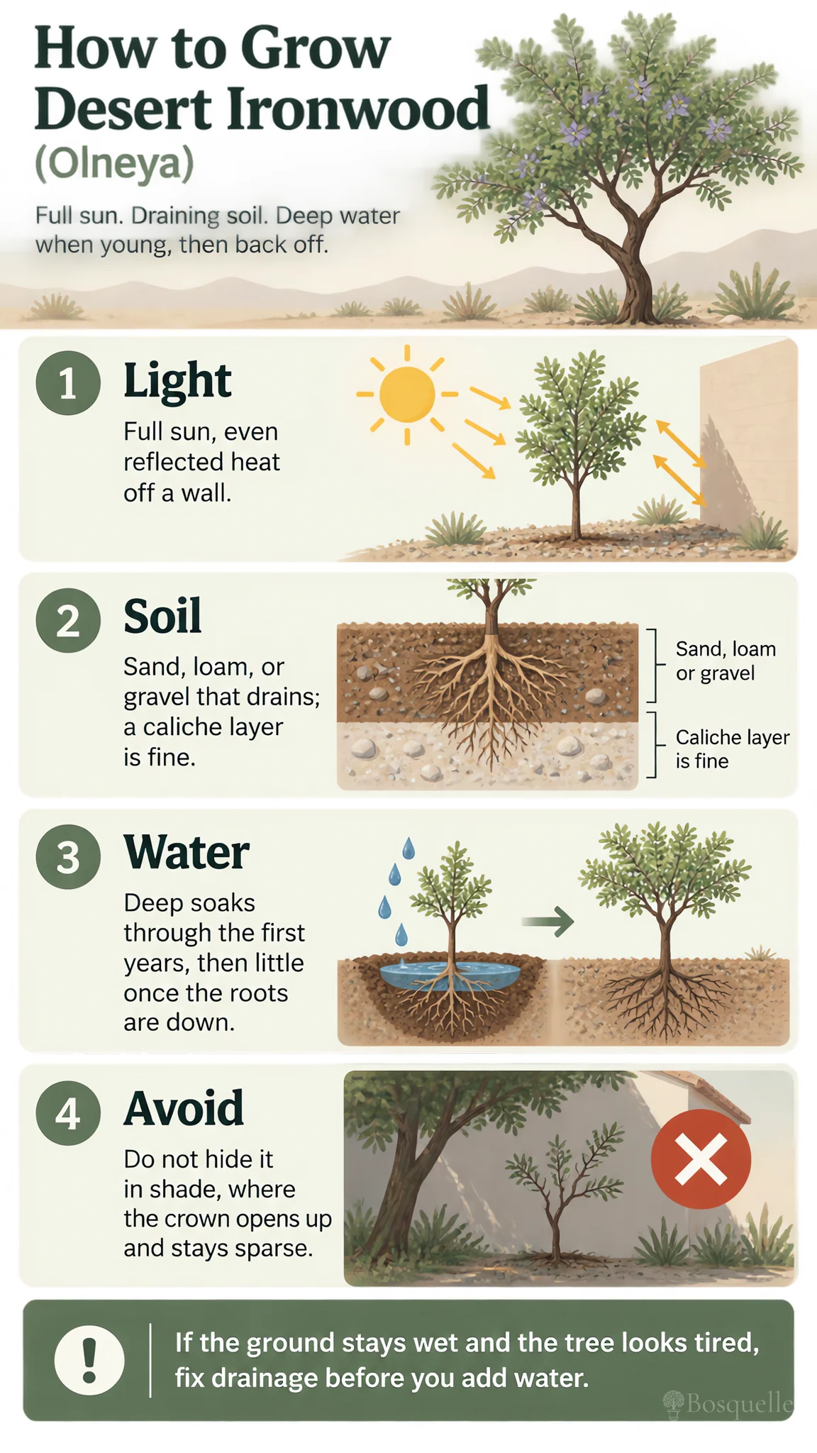 How to Grow Desert Ironwood care summary diagram