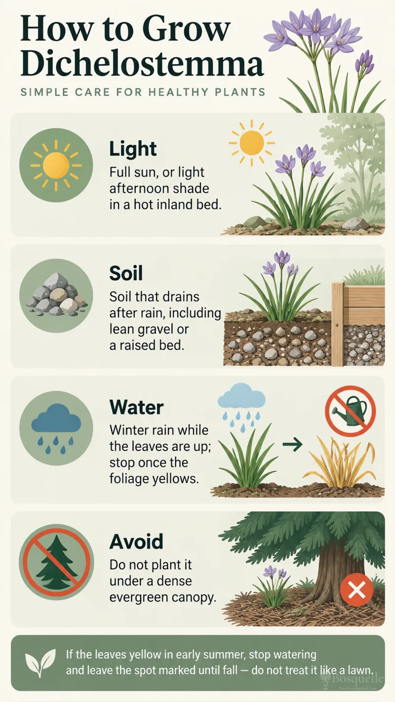 How to Grow Dichelostemma care summary diagram