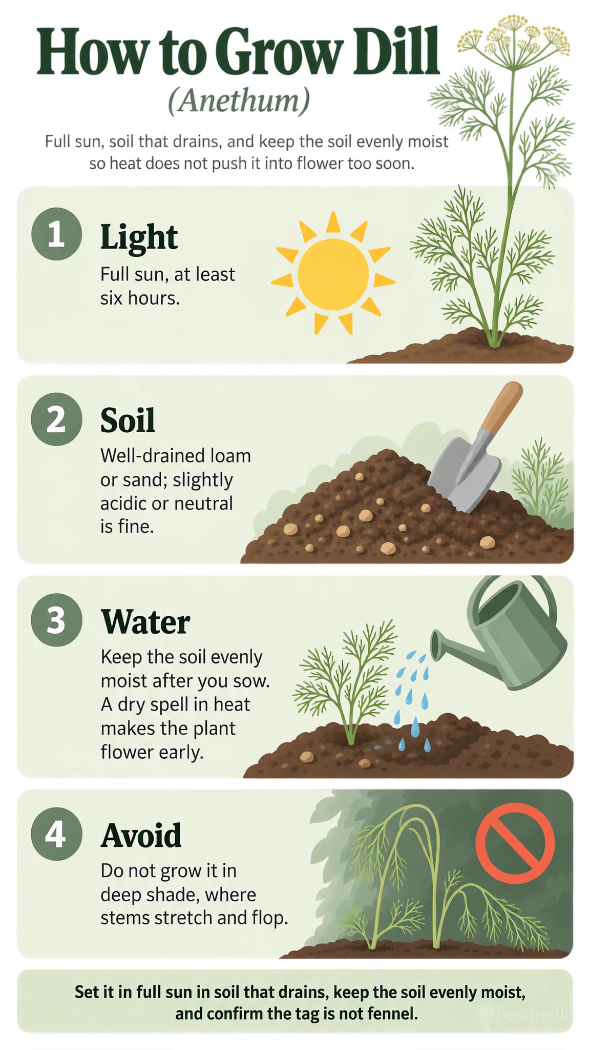 How to Grow Dill care summary diagram