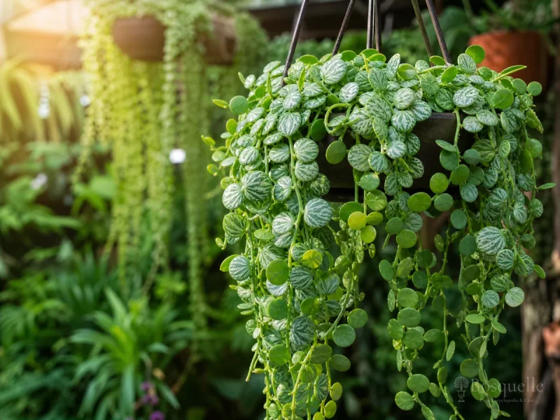 Grow and Care for Dischidia guide illustration