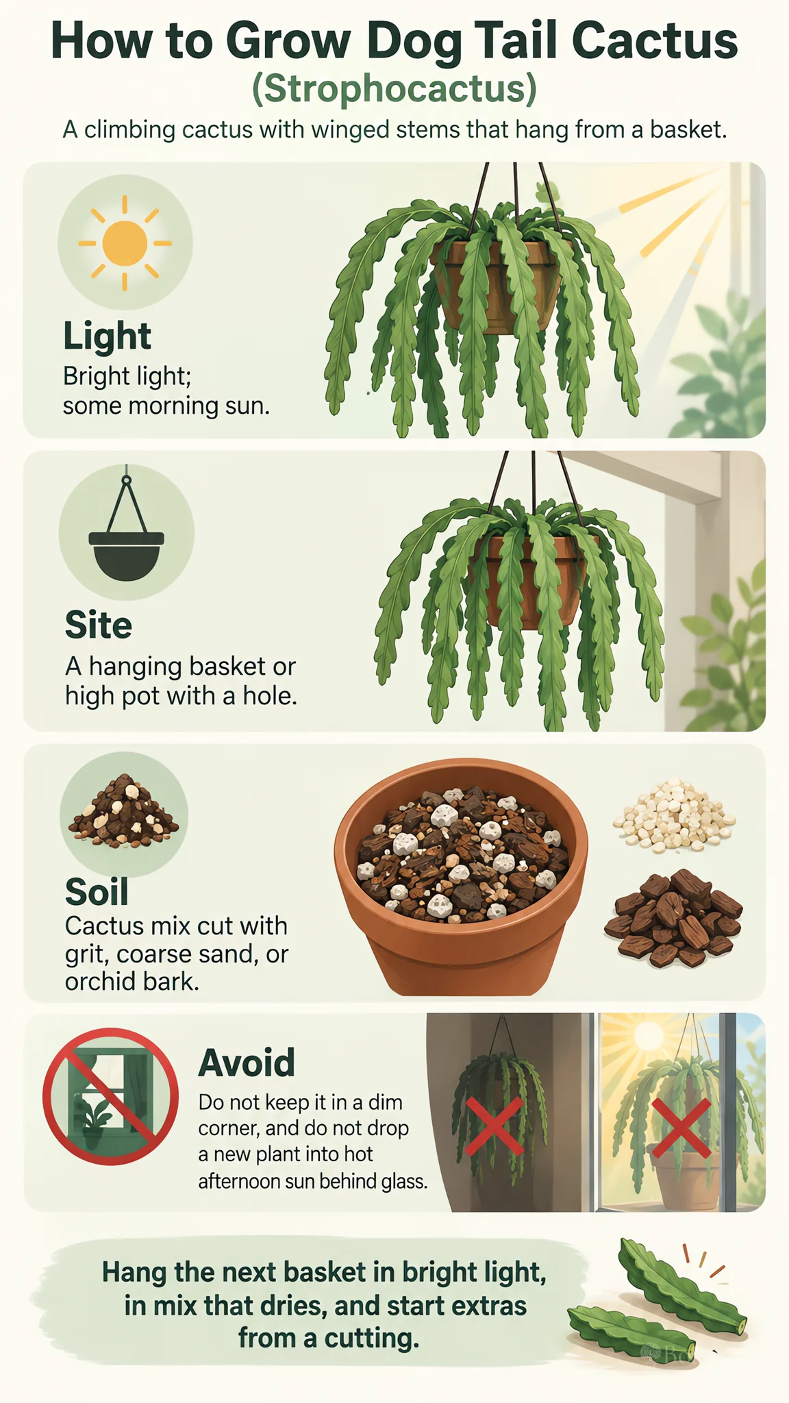 How to Grow Dog Tail Cactus care summary diagram