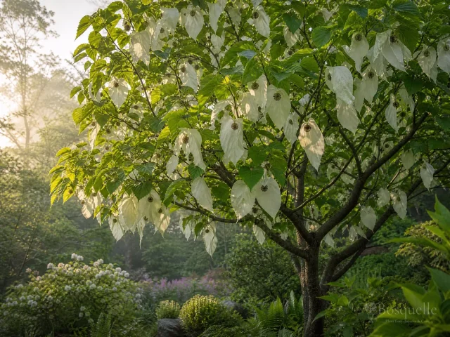 How to Grow Dove Tree — for Handkerchief Tree