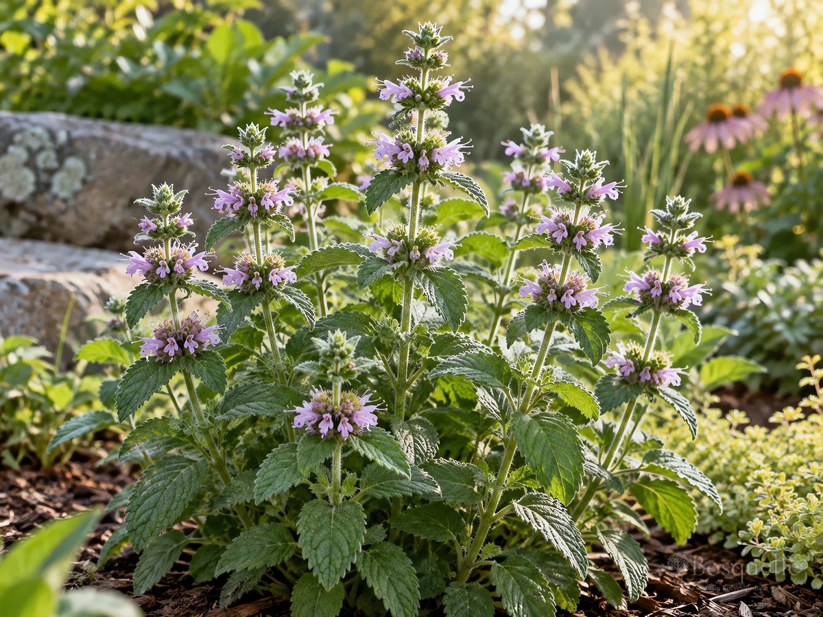 How to Grow Downy Wood Mint — for Downy Pagoda-plant