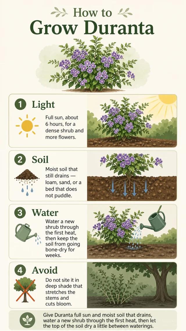 How to Grow Duranta care summary diagram