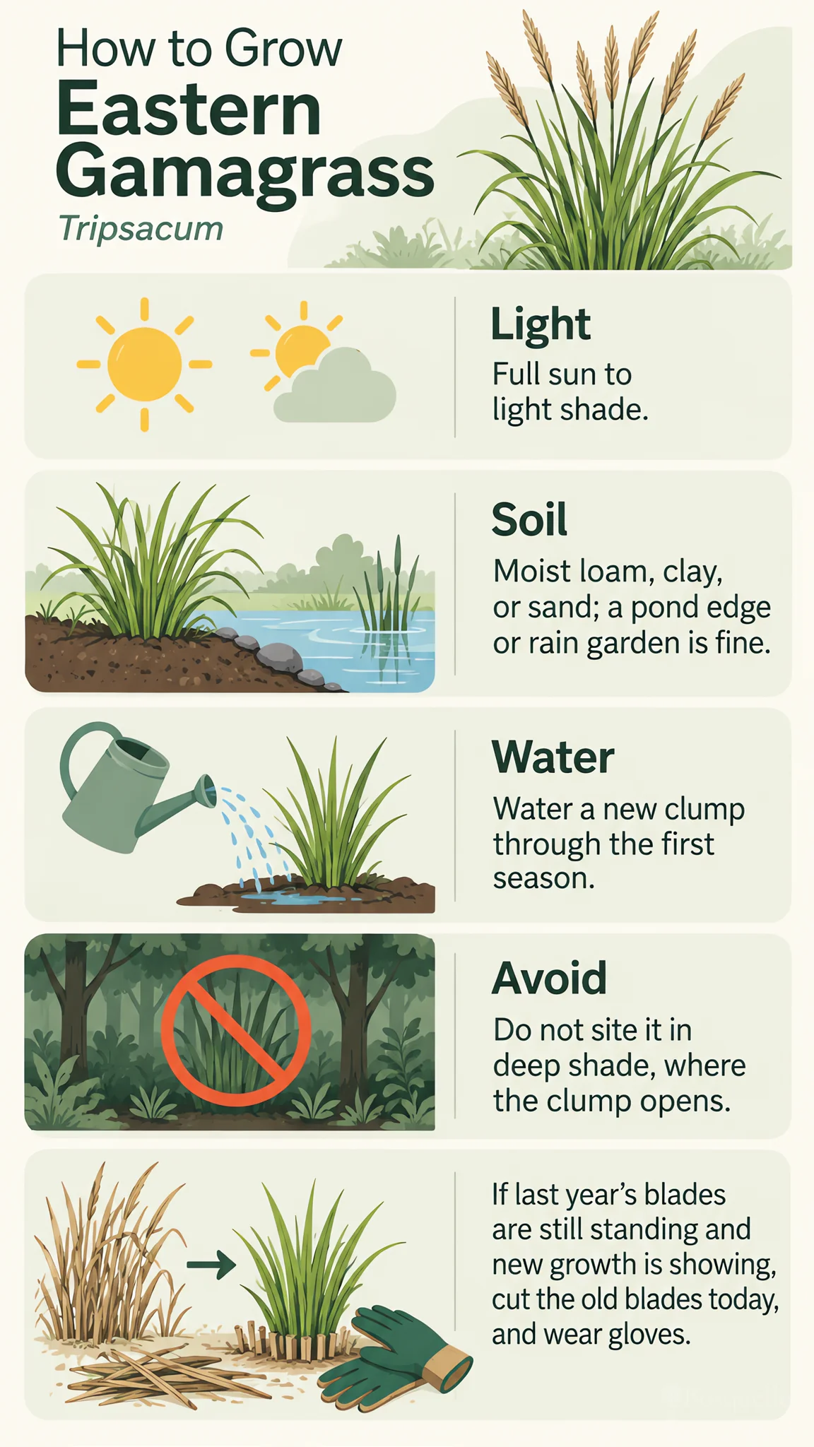 How to Grow Eastern Gamagrass care summary diagram