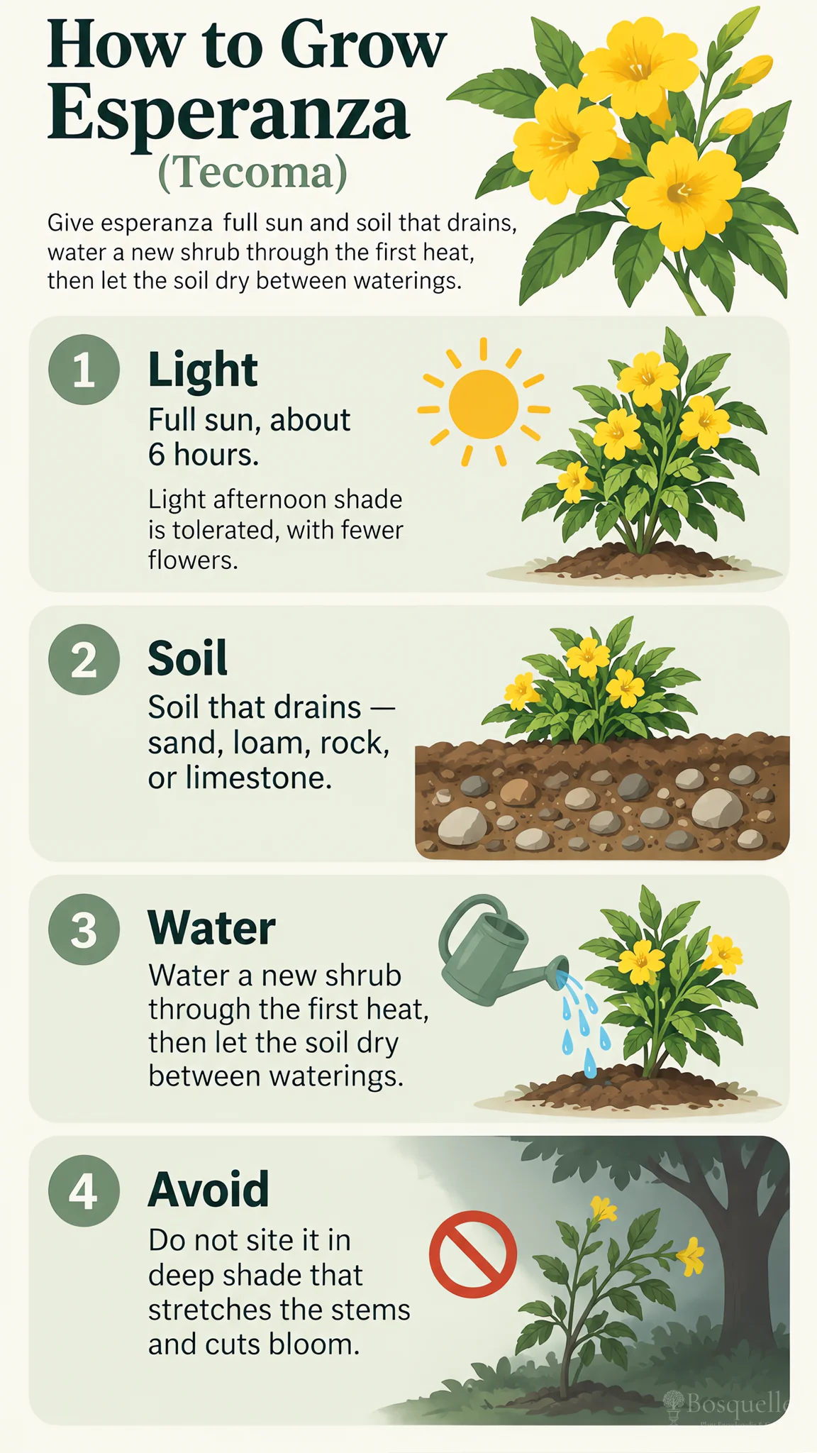 How to Grow Esperanza care summary diagram