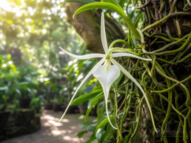 How to Grow Ghost Orchid — for Ghost Orchid