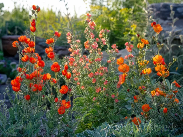 Grow and Care for Globemallow