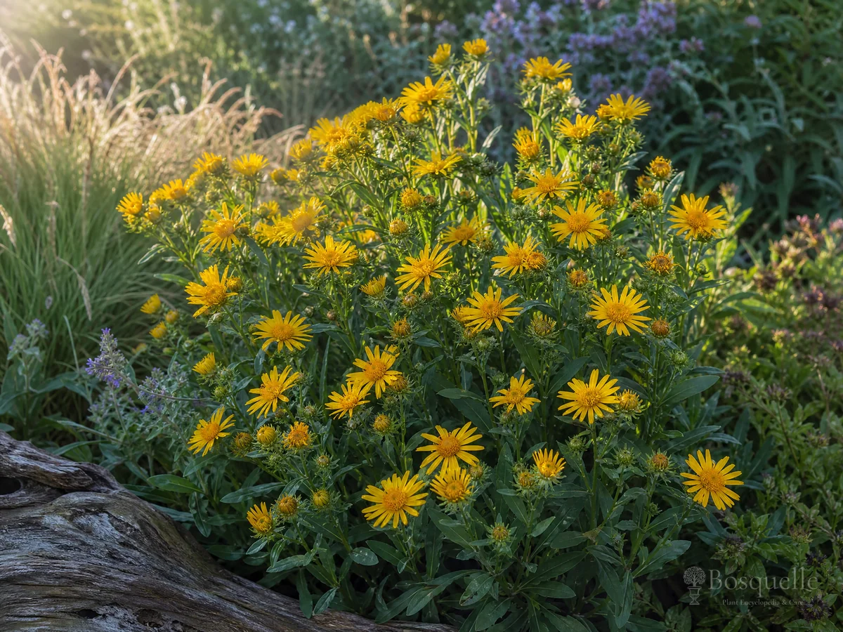 How to Grow Gumweed guide illustration