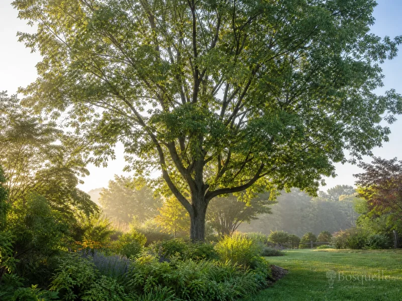 Grow and Care for a Hackberry Tree guide illustration