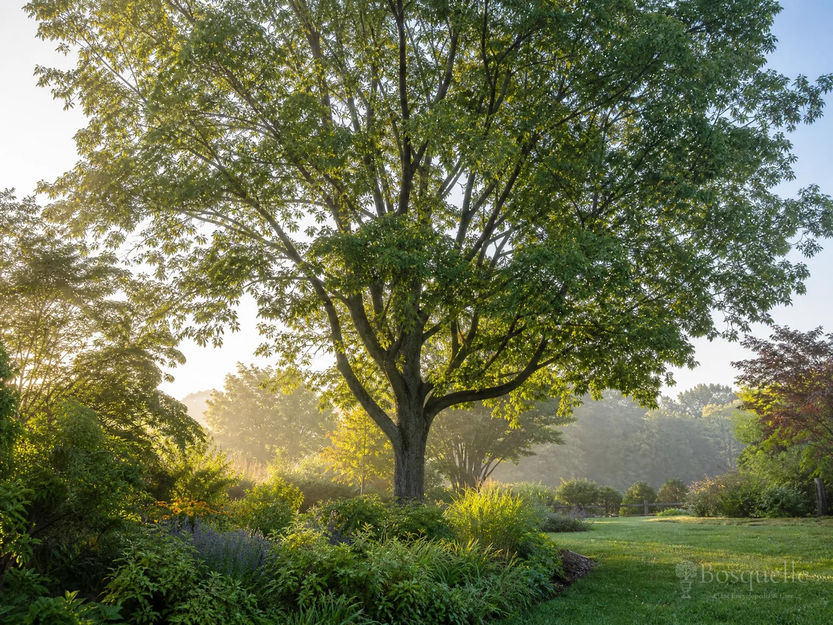 How to Grow Hackberry guide illustration