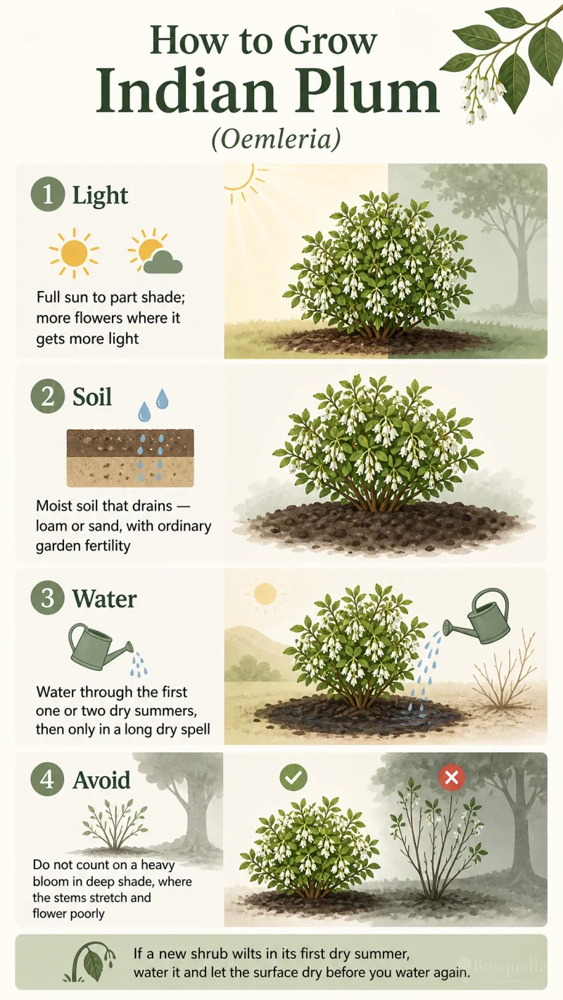 How to Grow Indian Plum care summary diagram
