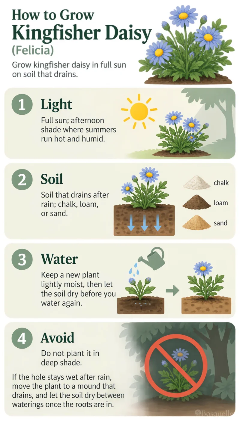 How to Grow Kingfisher Daisy care summary diagram