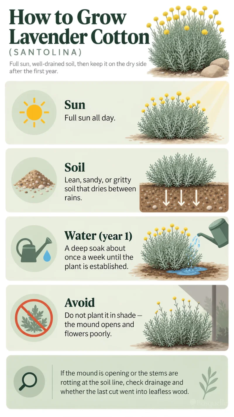 How to Grow Lavender Cotton care summary diagram