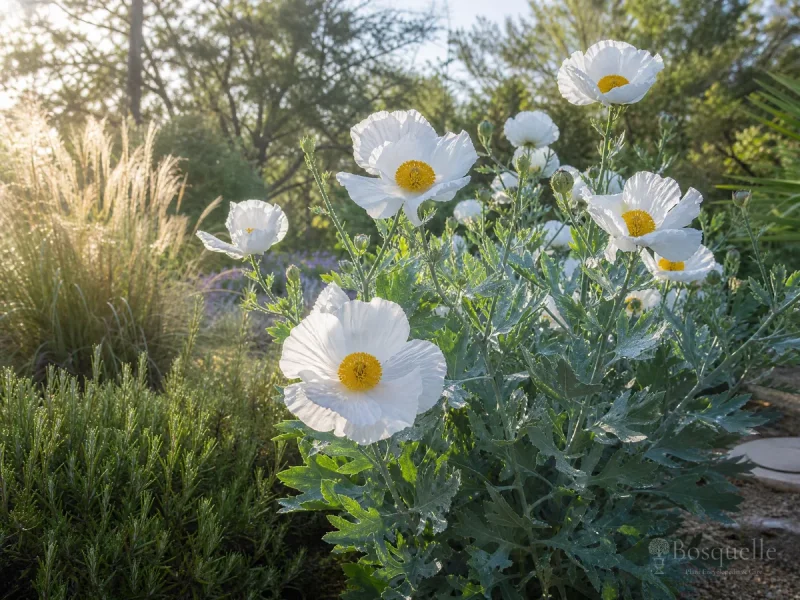 Grow and Care for Matilija Poppy guide illustration