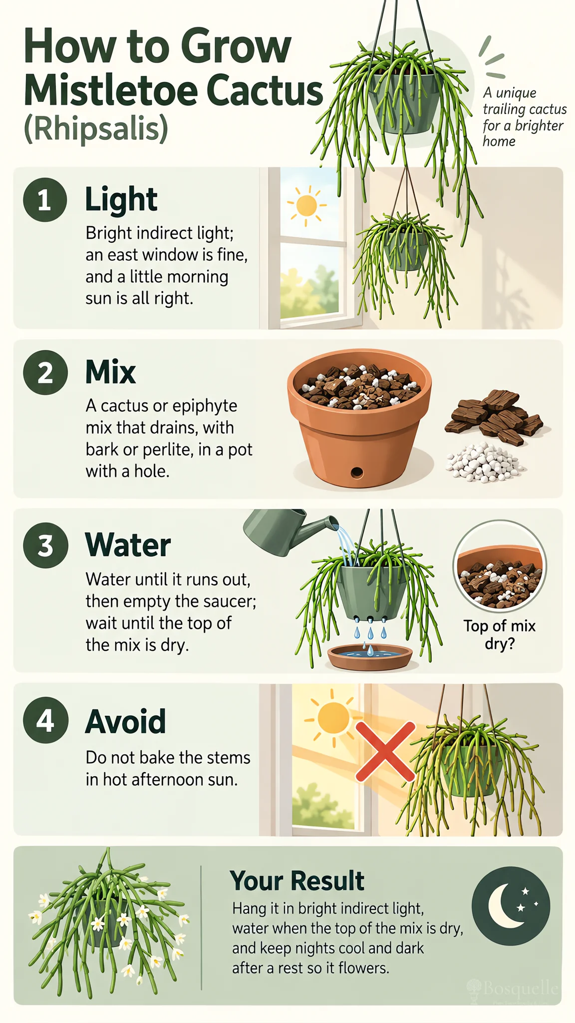 How to Grow Mistletoe Cactus care summary diagram