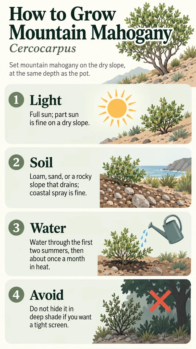 How to Grow Mountain Mahogany care summary diagram