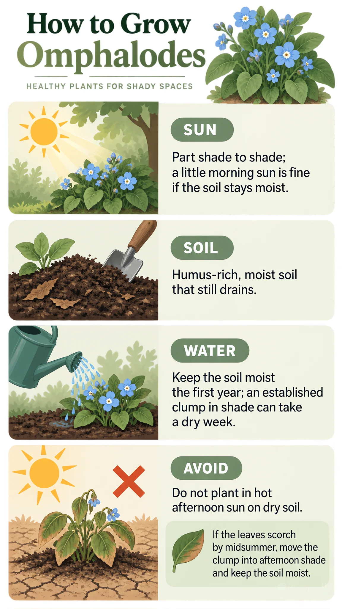 How to Grow Omphalodes care summary diagram