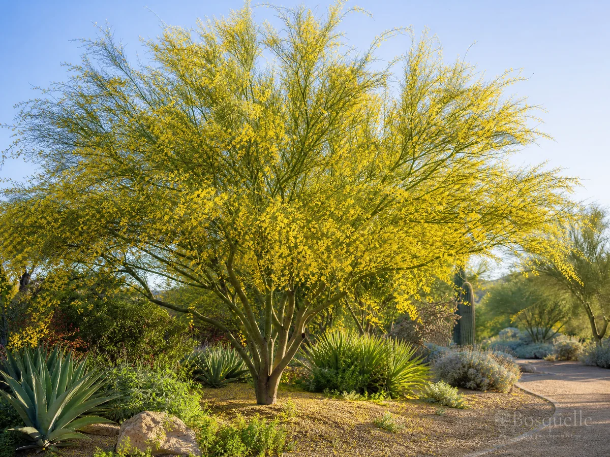 How to Grow Palo Verde guide illustration