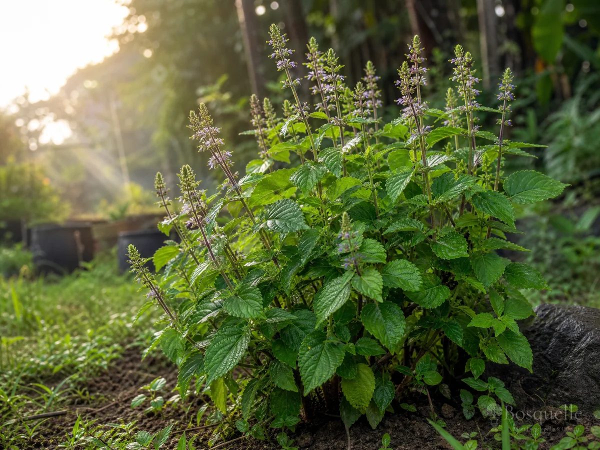 How to Grow Patchouli guide illustration