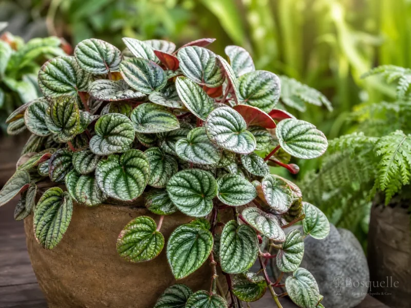 How to Grow Pellionia — for Watermelon Begonia