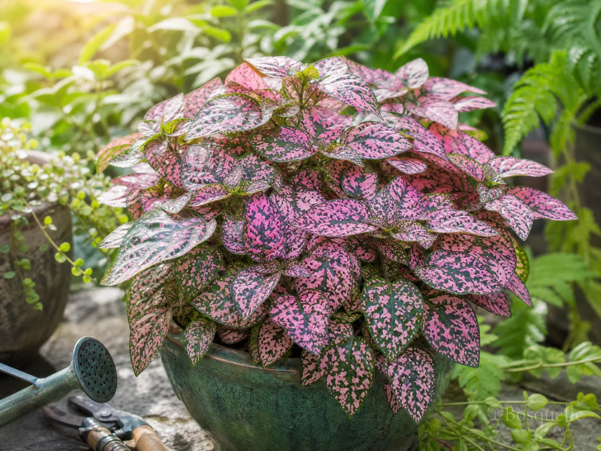 How to Grow Polka Dot Plant guide illustration