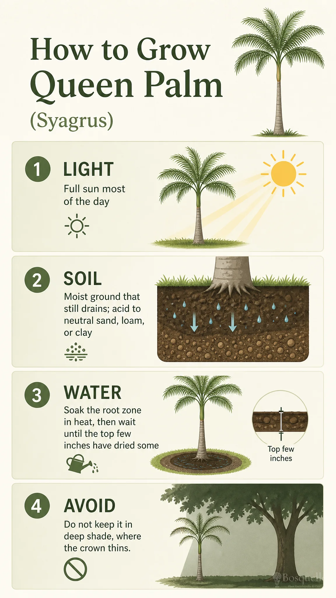 How to Grow Queen Palm care summary diagram