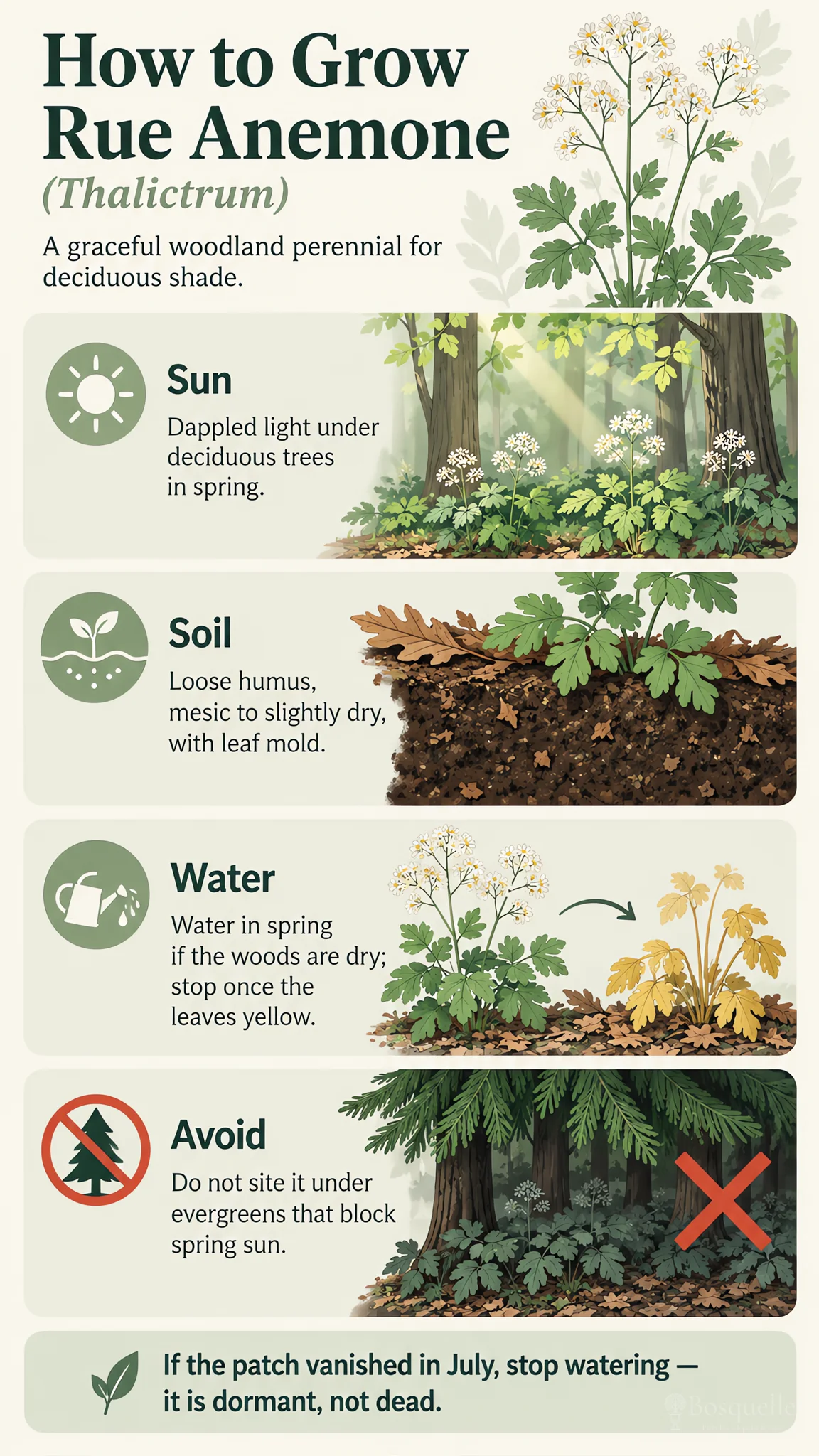 How to Grow Rue Anemone care summary diagram