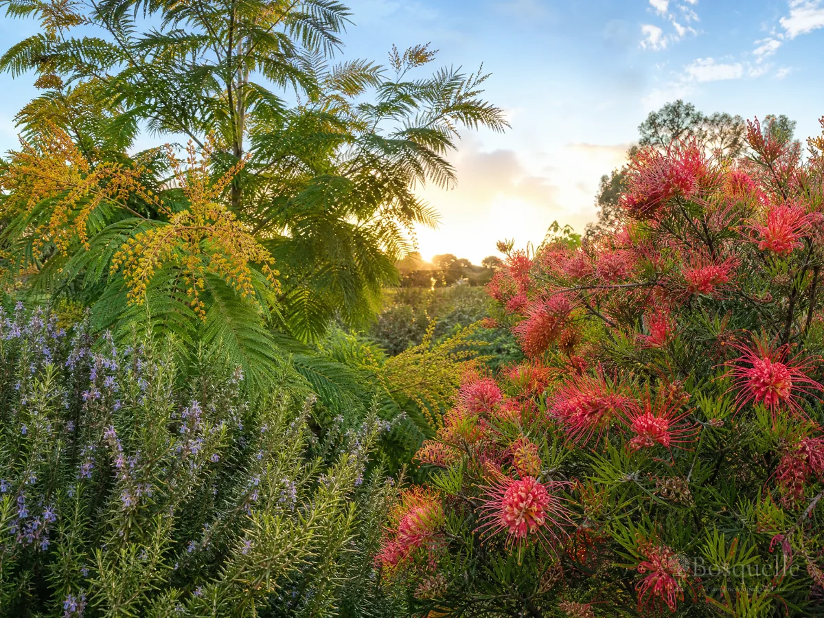 How to Grow Silk Oak — for Silky Oak