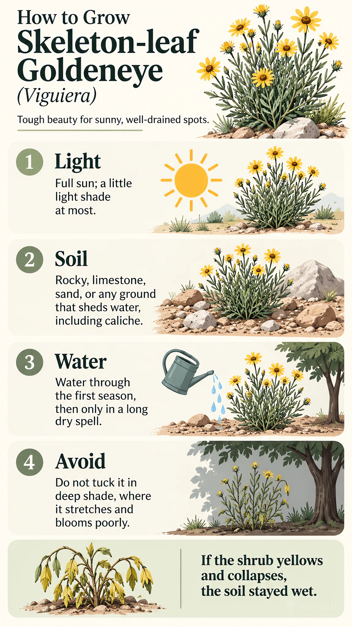 How to Grow Skeleton-leaf Goldeneye care summary diagram