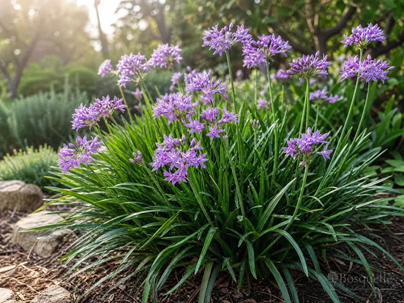 How to Grow Society Garlic — for Society Garlic