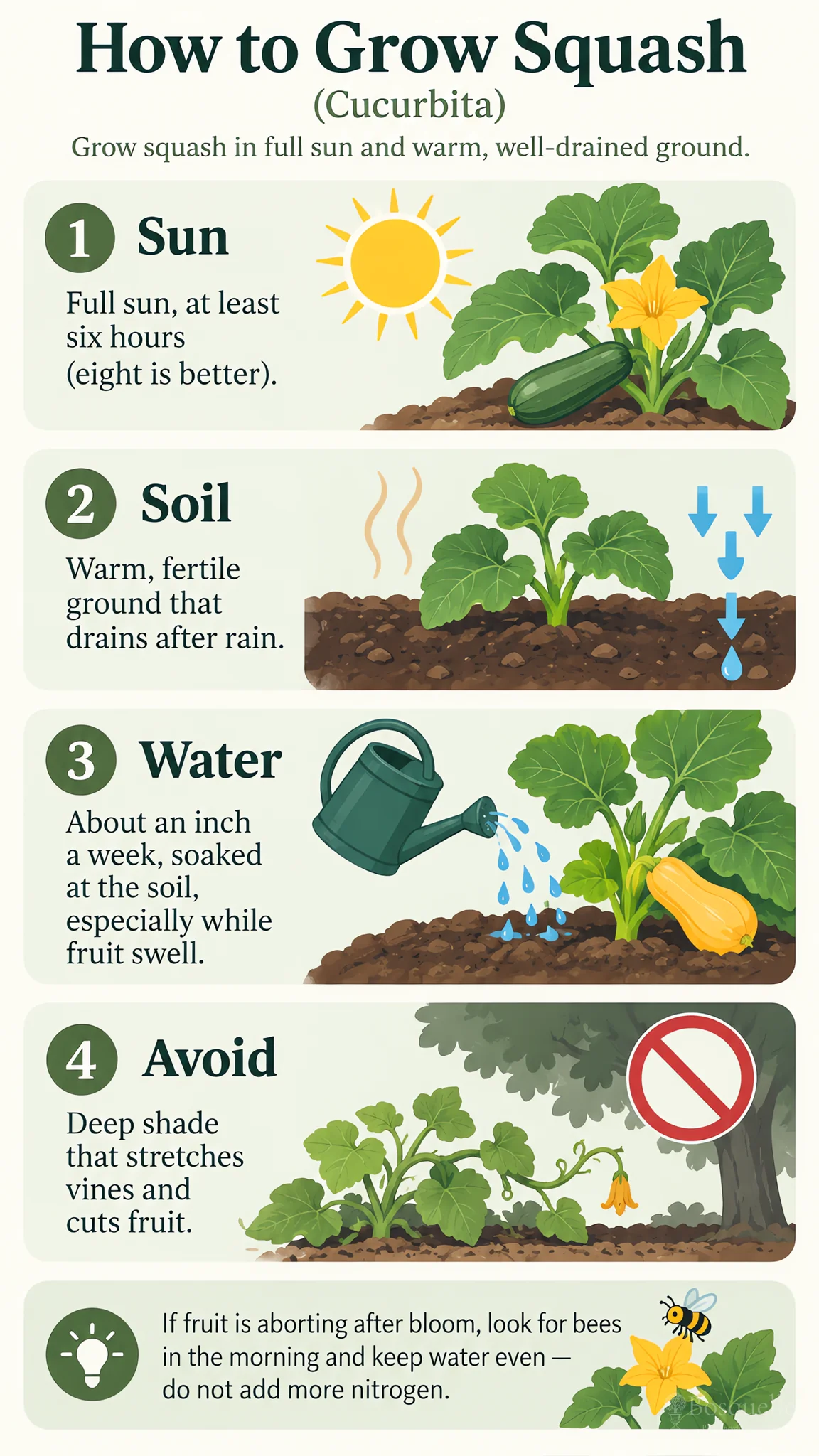How to Grow Squash care summary diagram