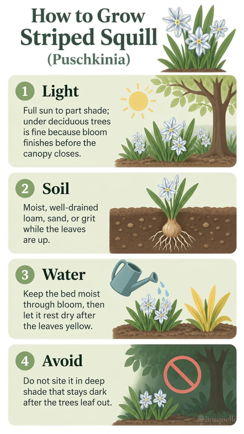 How to Grow Striped Squill care summary diagram