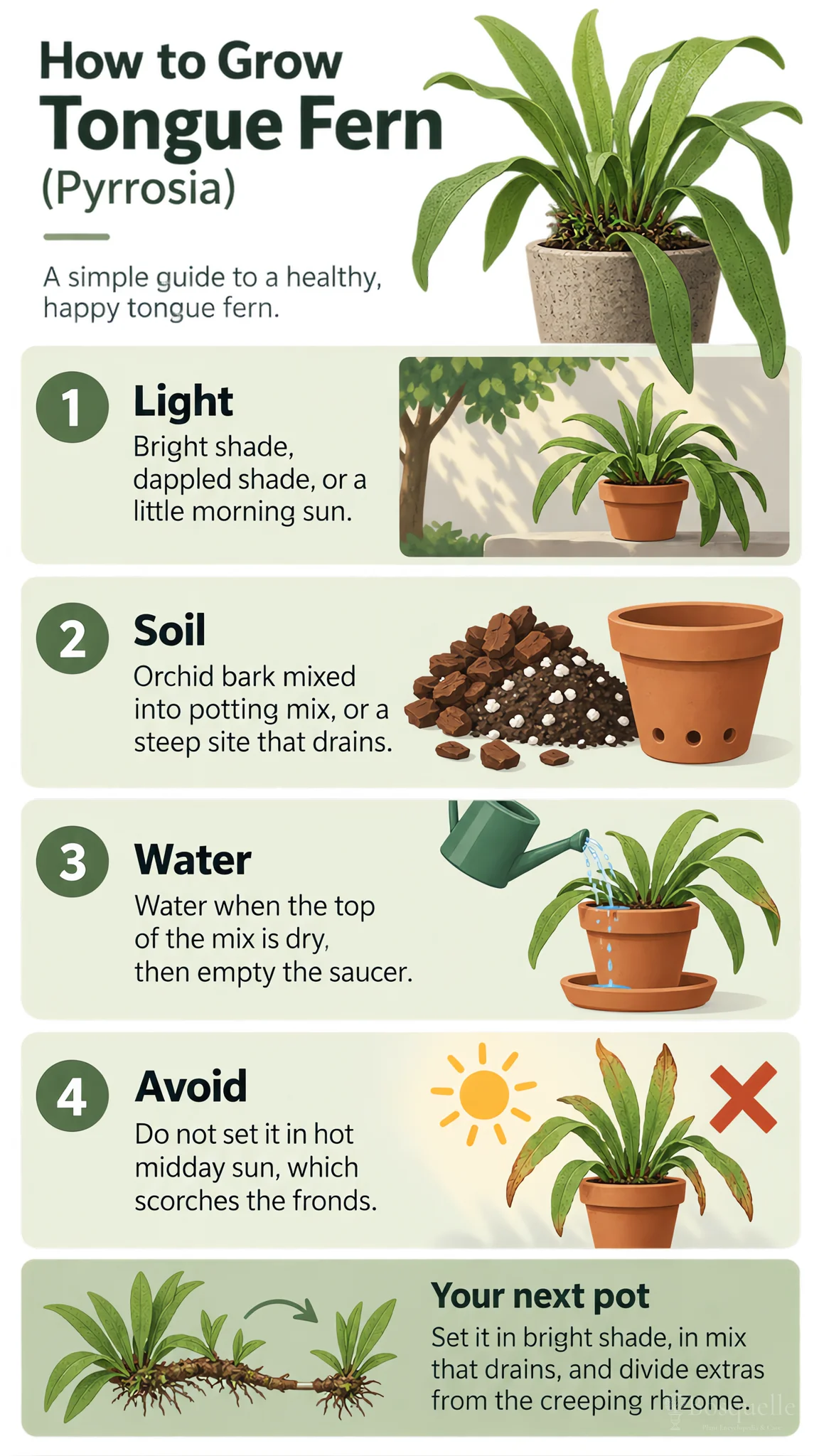 How to Grow Tongue Fern care summary diagram