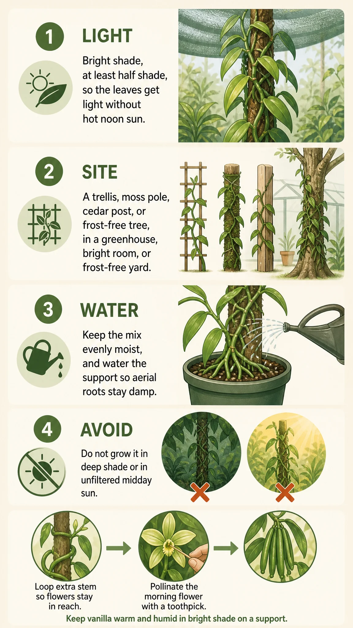 How to Grow Vanilla care summary diagram