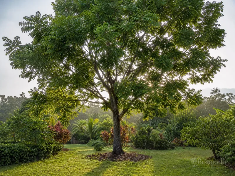 Grow and Care for West Indian Mahogany guide illustration