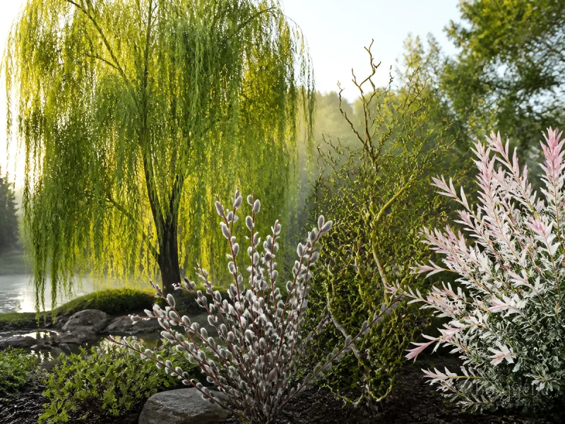 How to Grow Willow — for Arroyo Willow