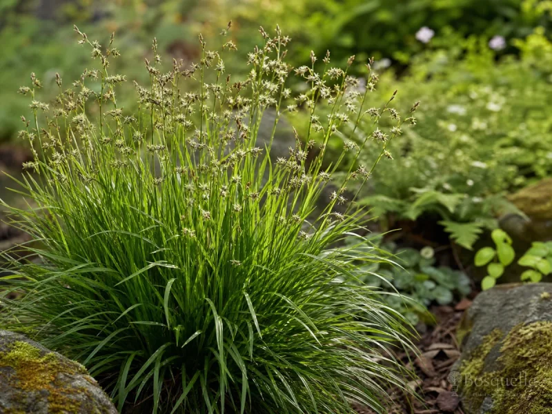 How to Grow Wood Rush — for Snowy Wood Rush
